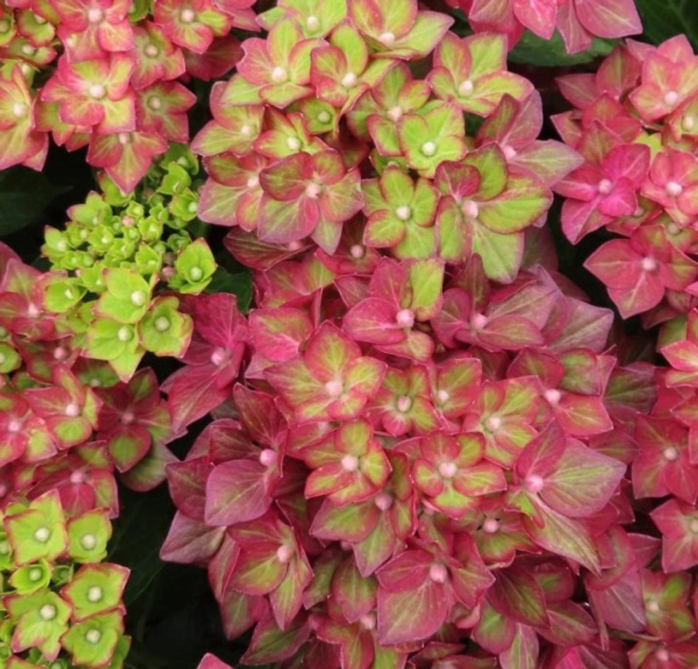 Rebelion Red Love (Ребелион Ред Лав) Р12 Европа 2026