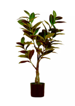 Фикус Эластика Мелани - Розово-зеленый