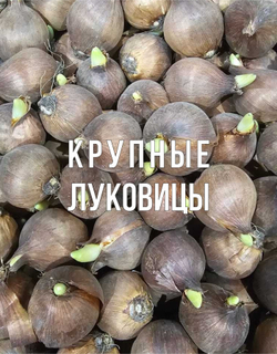 Ирис луковицы, Блю Меджик, 8шт