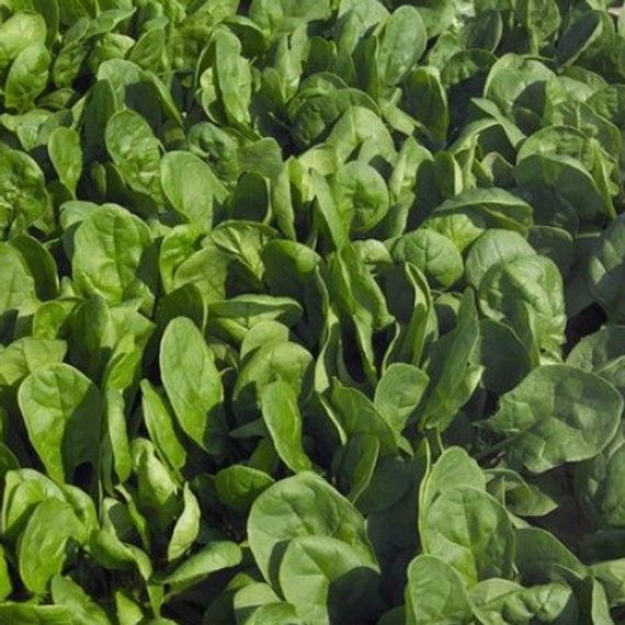 Пума F1 семена шпината (Rijk Zwaan / ALEXAGRO) культура