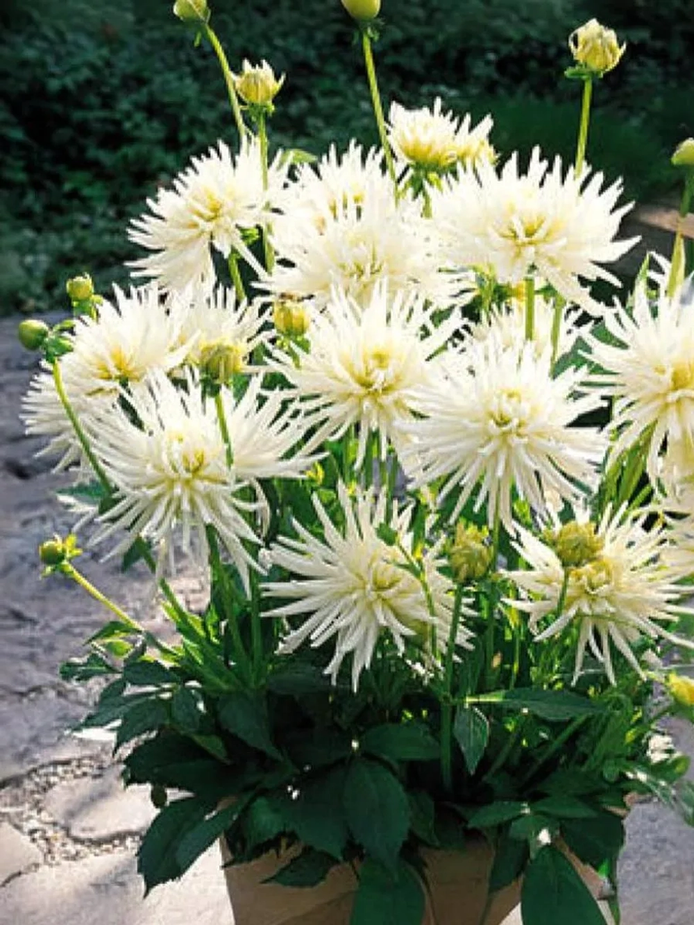 Георгин бордюрный Плая Бланка