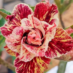 Адениум обесум 368