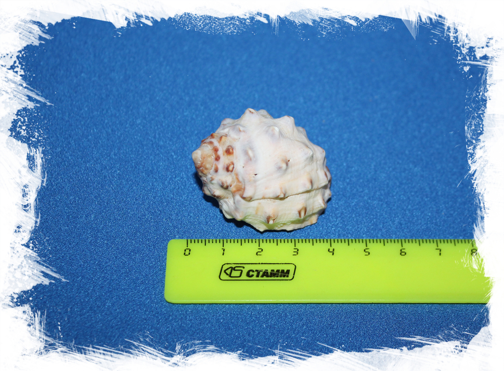 Ракушка Друпа стравберри, Drupa Strawberry размер