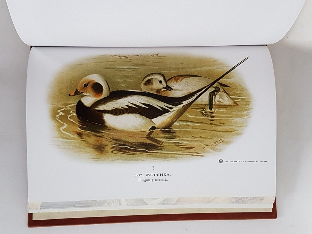 Подарочная книга "Охотничьи и промысловые птицы Европейской России и Кавказа". М.А. Мензбир