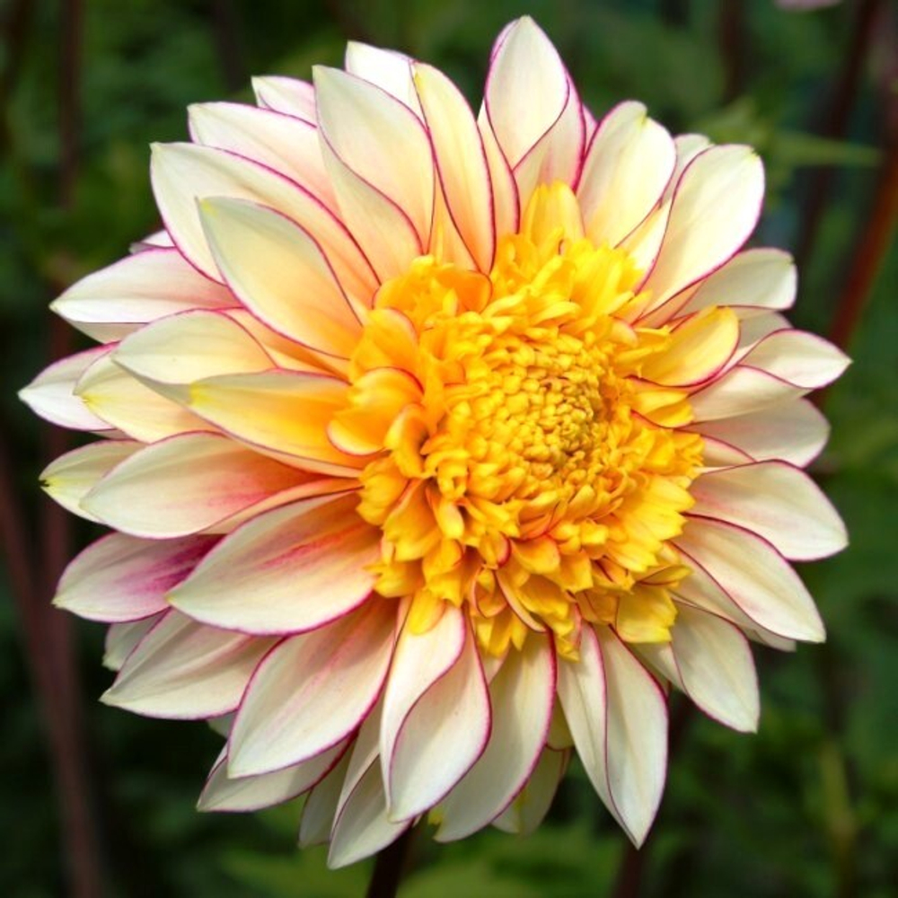 Георгина анемоновидная Полька цветок