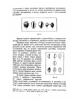 Раковины в расписной керамике Китая, Крита и Триполья | Б. Богаевский