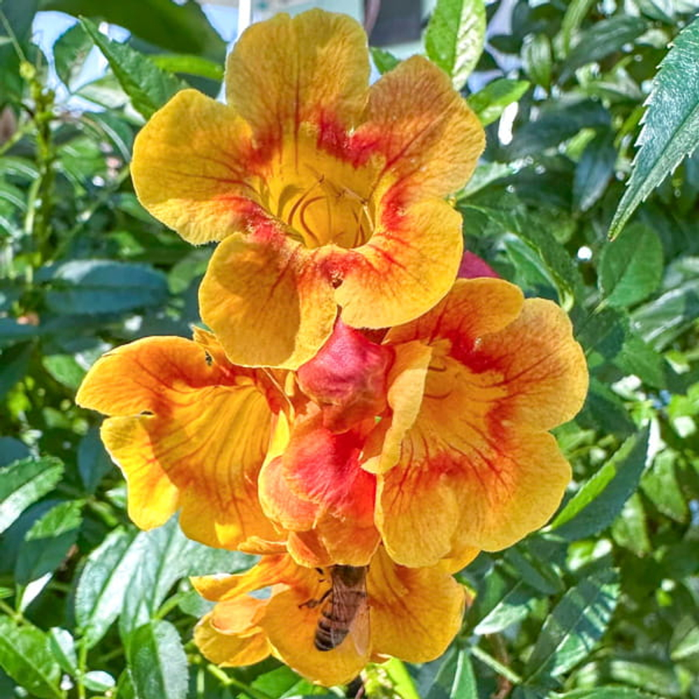 Текома прямостоячая мик – Tecoma stans mic