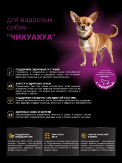 Корм сухой для взрослых собак породы Чихуахуа, с говядиной, 800 гр, QUATTRO