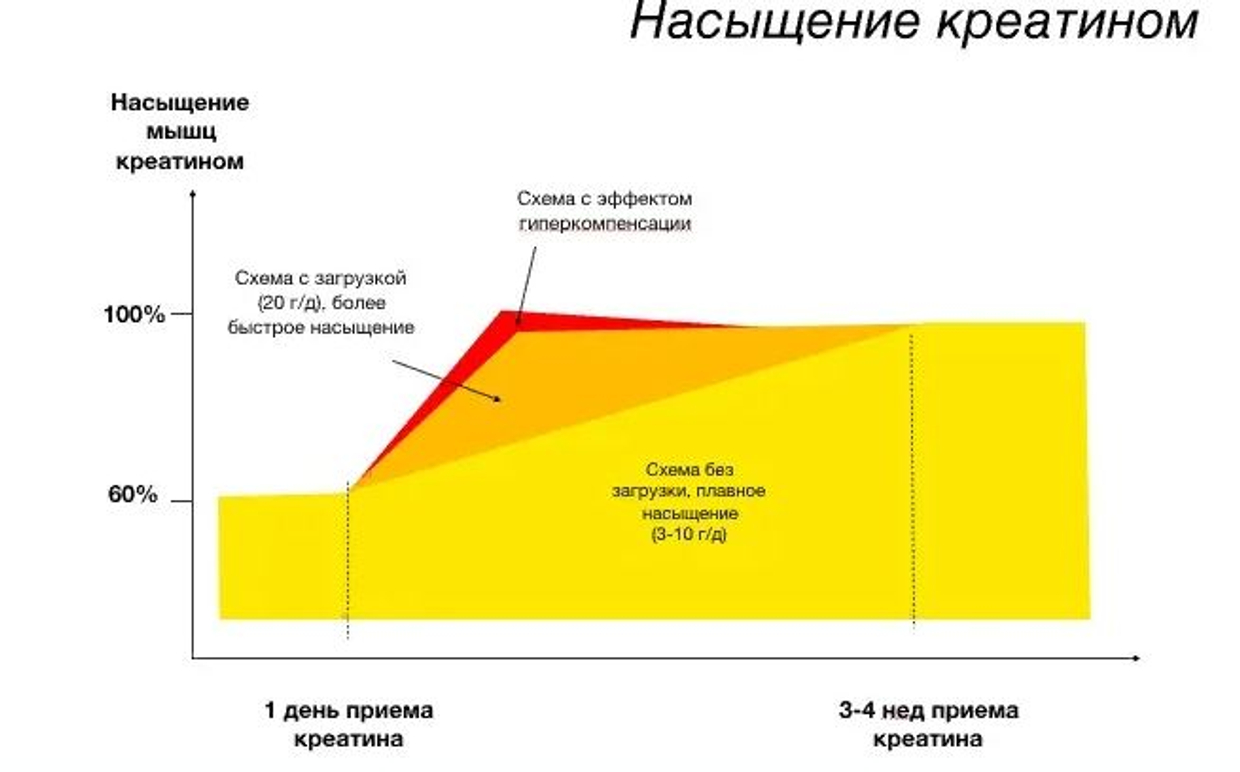 Когда лучше принимать креатин: до тренировки, после или в любое время