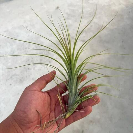 Тилландсия flexuosa x funckiana