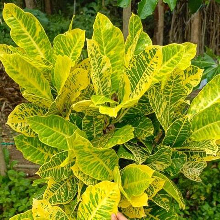 Кротон HYBRID YELLOW