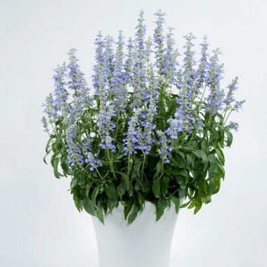 3307 Сальвия мучнистая SALLYFUN Sky Blue (Весна 2026)