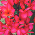 Плюмерия FLAMINGO