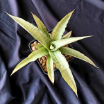 Сансевиерия FIREWORK