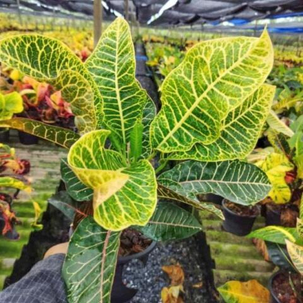 Кротон BUA KHAO