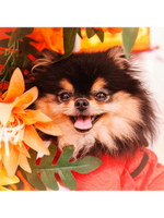 Алмазная мозаика 20х20см. "Шпиц в листве" с полн.заполнен.на подрам. (Арт. НД-0942)