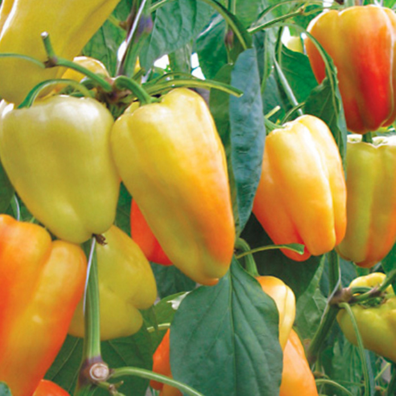 Барби F1 семена перца сладкого (Syngenta / ALEXAGRO) культура – фото 4