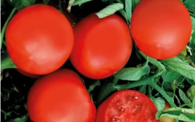 Томат Аризона - Arizona 100гр