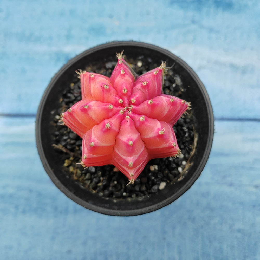 Gymnocalycium Variegata (Гимнокалициум Вариегатный)