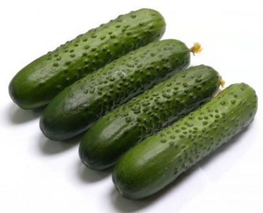 Огурец Спино F1 (Syngenta )