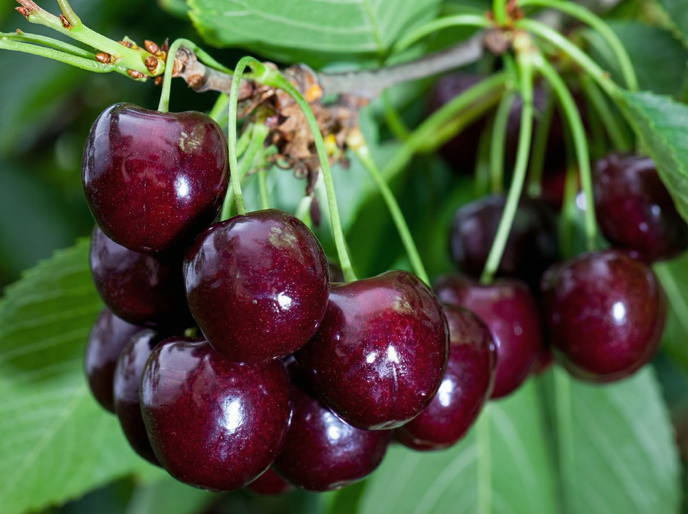 Саженец ДЮКа «Ночка» (Вишне-черешневый гибрид, Очень темный, Крупный, Зимостойкий)