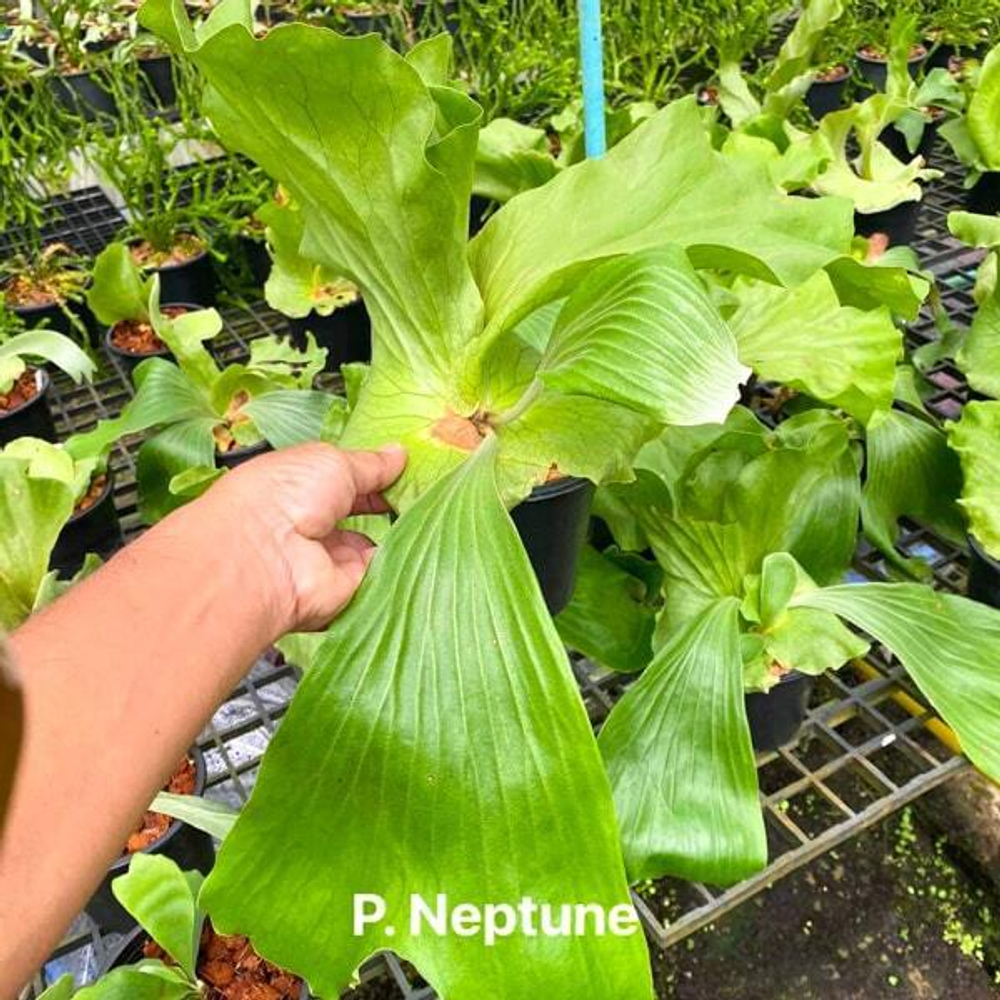 Платицериум P.NEPTUNE