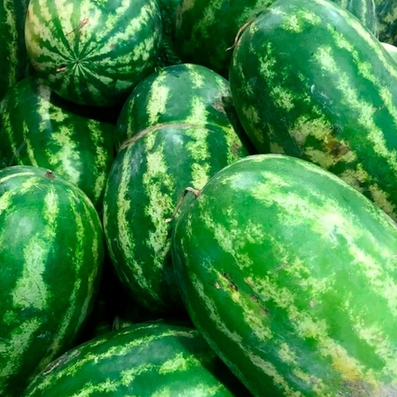 Фарао F1 семена арбуза (Syngenta / ALEXAGRO) культура – фото 2