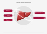 Lacto-fit Liver Care Пробиотик, симбиотик двойного действия, с экстрактом расторопши и витаминами B1, B2 и B6 для поддержки здоровья печени