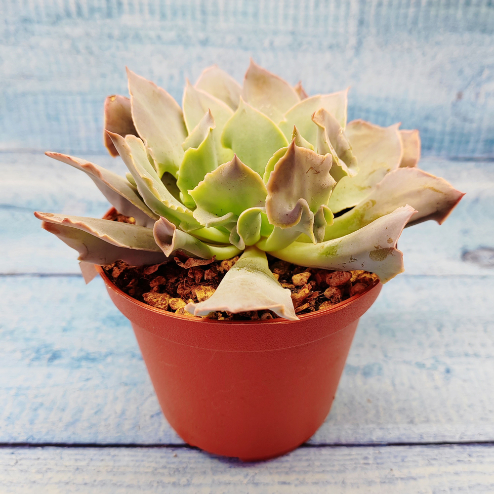 Echeveria Trumpet Pinky (Эхеверия)