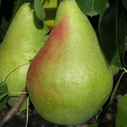Груша осенняя Чижовская (2-летка) ЗКС