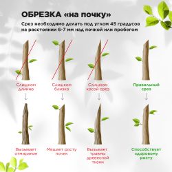GAECO01-72 GREEN APPLE Дача Cекатор контактный c храповым механизмом | GREEN APPLE