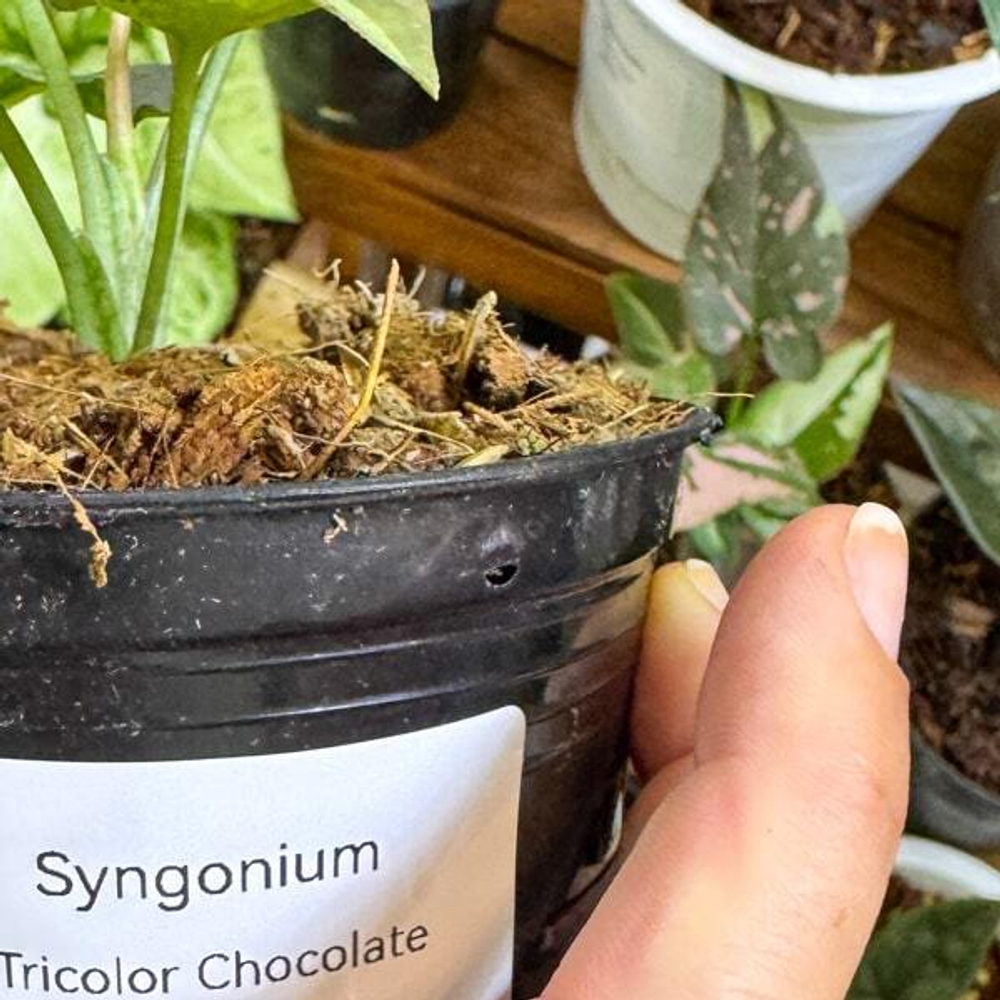 Сингониум TRICOLOR CHOCOLATE