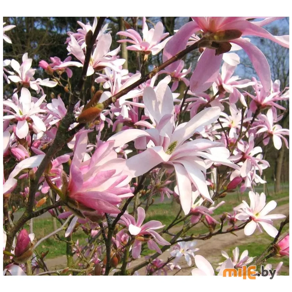 Магнолия Лёбнера ‘Leonard Messel’ (C2) Закупка М37
