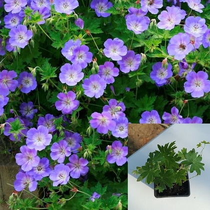 Герань садовая Розанна на горшке Р9 1шт.