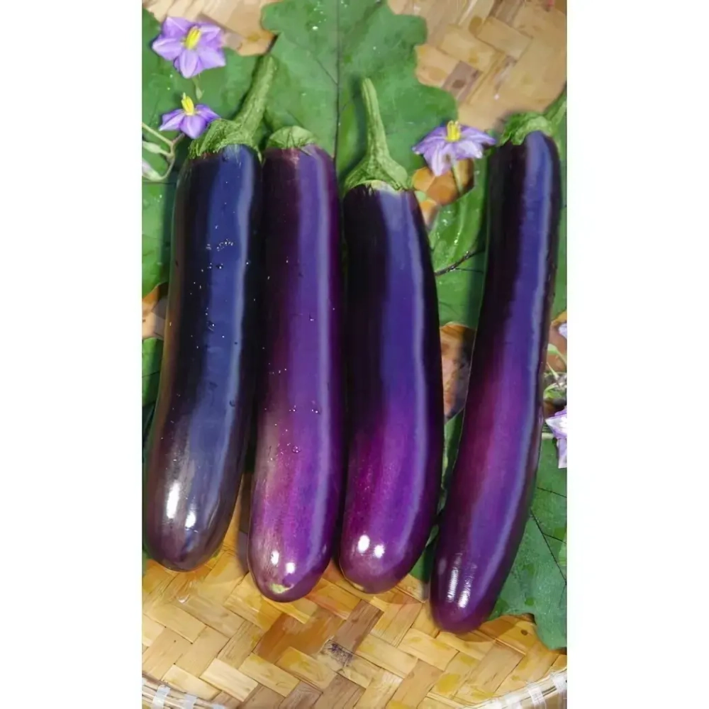 Семена Баклажан Деликатесный фиолетовый (Марс) 0,25гр Б/П