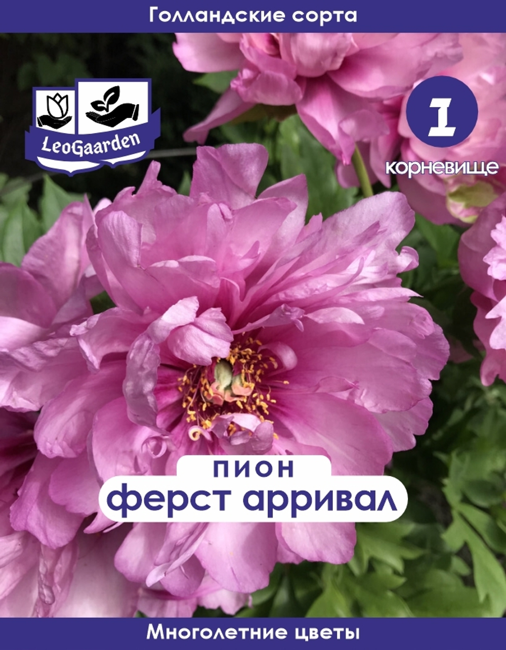 Пион Корневище, Ферст Арривал, 1шт