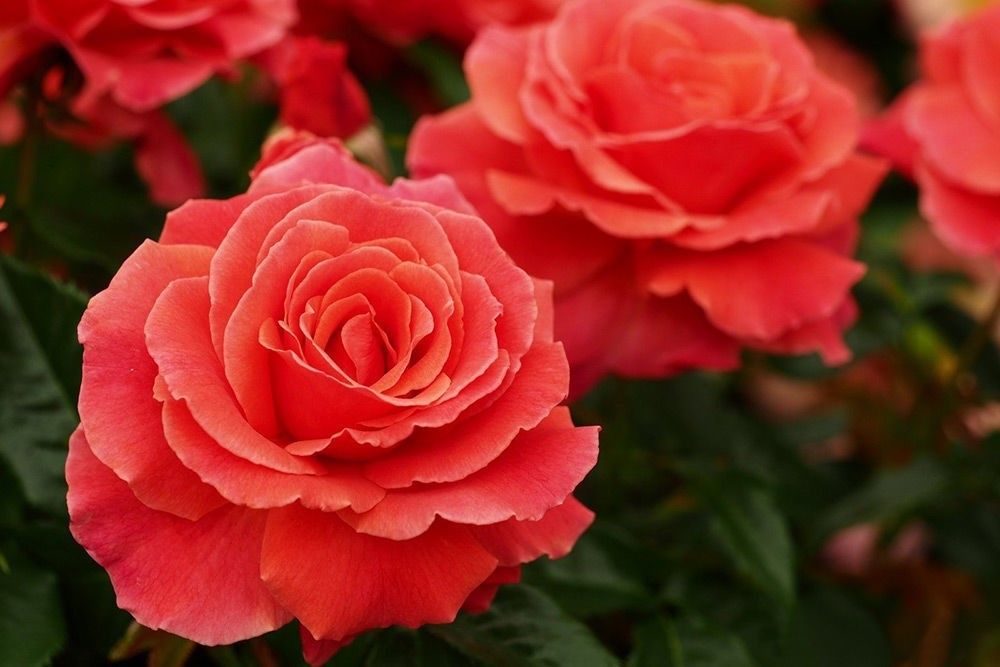 Ай Эм Макмилан (I Am Macmillan)