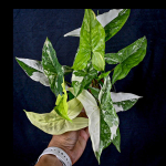 Сингониум (07) ALBO VAR