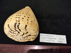 Конус Бетулинус 70-105-120мм