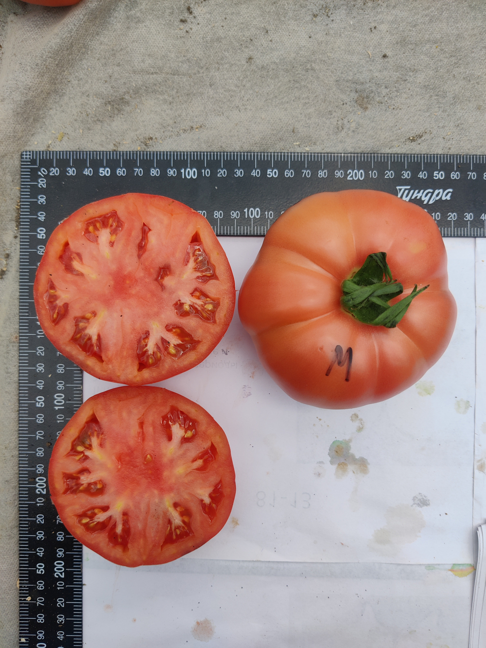 Минерал F1 семена томата индетерминантного ( Yuksel Tohum / )