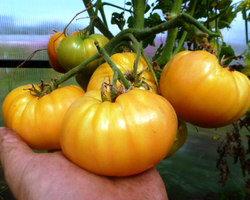 Помидоры Pineapple Вi-color — Двухцветный Ананас