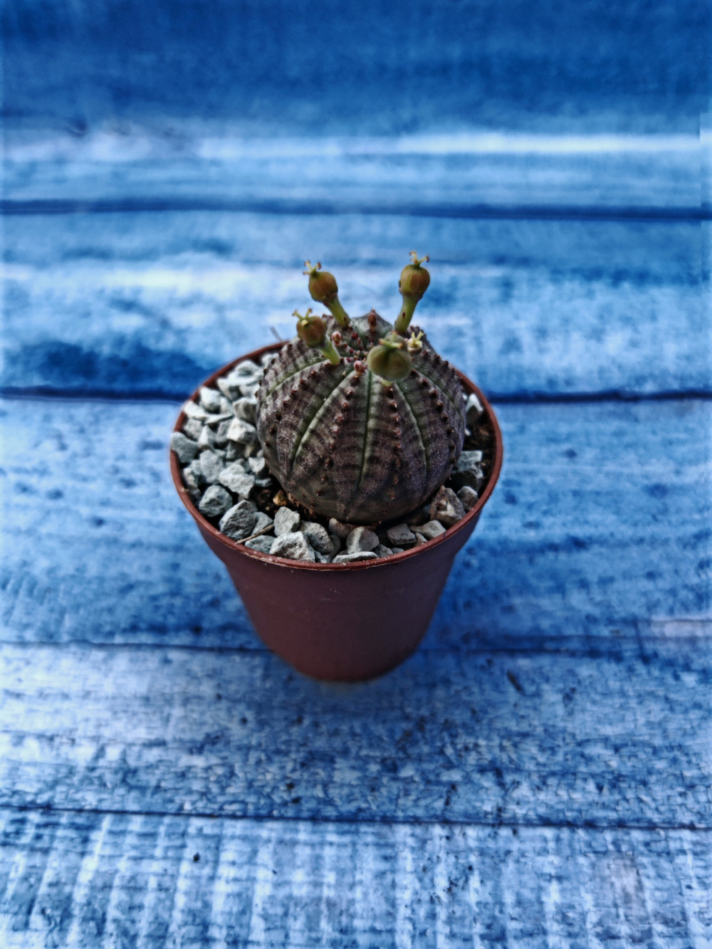 Euphoria Obesa (Эуфорбия)