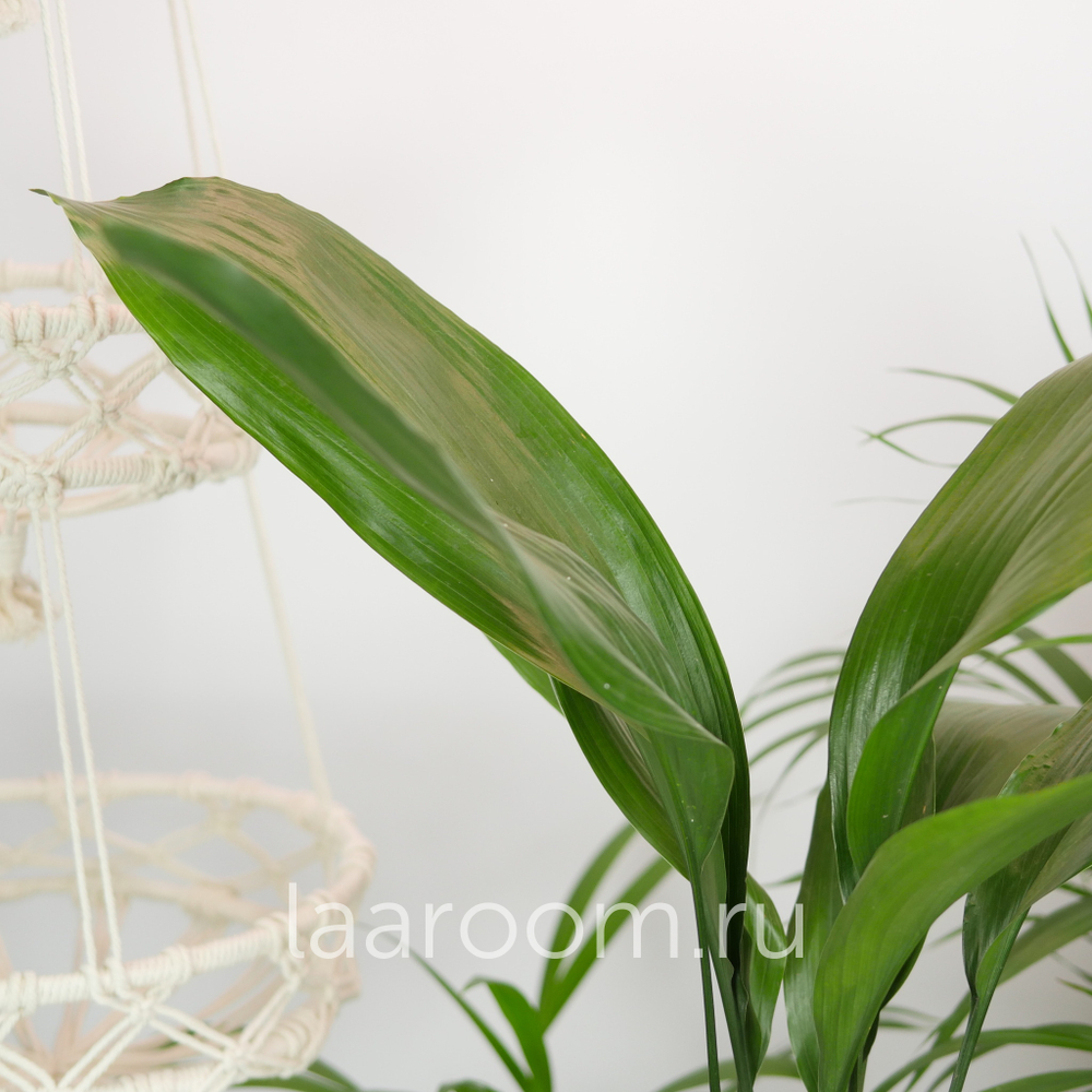 Аспидистра Элатиор 17/70
