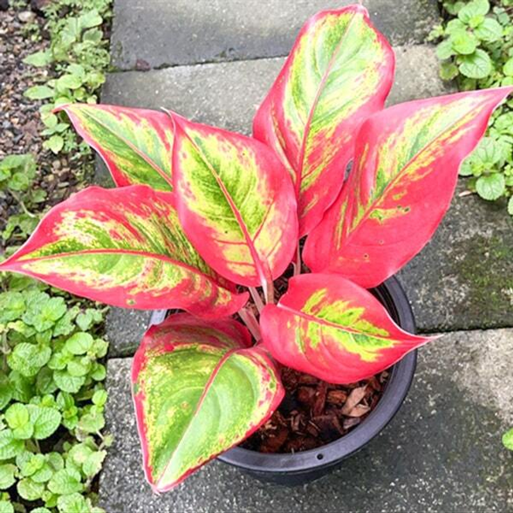 Аглаонема AURORA LIPSTICK