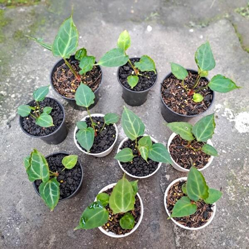 Антуриум BVIT x MUCHLIS