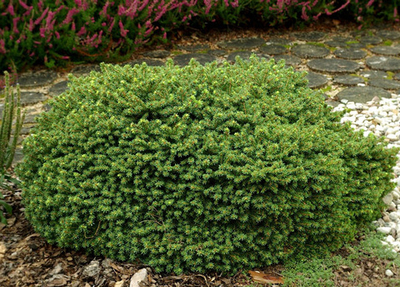Ель picea Little Gem