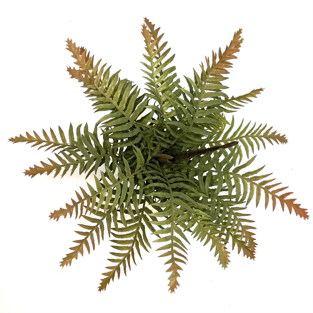 Папоротник зелёно-коричневый 37 см.