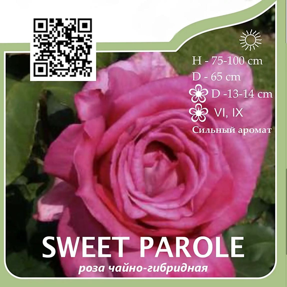 Роза чайно-гибридная "Sweet Parole"