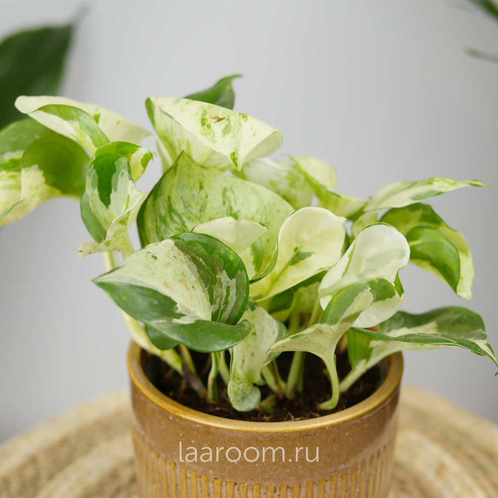 Эпипремнум Хэппи Лиф 12/15