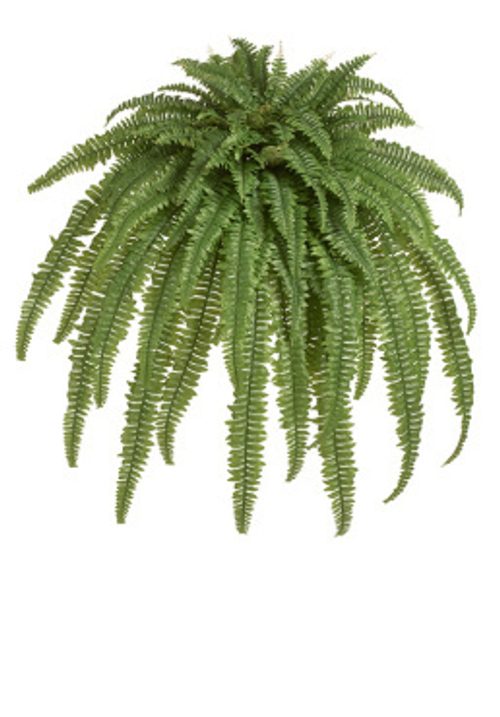 Папоротник Бостон Новый свисающий Лардж